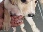 Dog for Kind Home