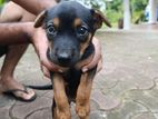 Dog for kind home