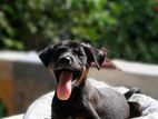 Dog for Kind Home