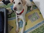 dog for kind home