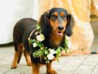 Dog for Kind Home