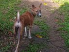 Dog for Kind Home