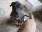 Dog for Kind Home