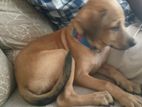 Puppy for Kind Home
