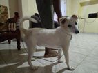 Dog for Kind Home