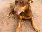 Dog for Kind Home