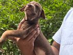 Dog for Kind Home