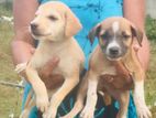 Dog for Kind Home