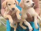 Dog for Kind Home