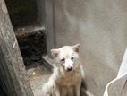Dog for Kind Home