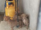 Dog for Kind Home