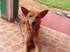Dog for Kind Home