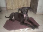 Dog for Kind Home