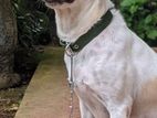 Dog for Kind Home