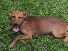 Dog For Kind Home