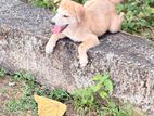Dog for Kind Home