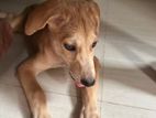 Dog for Kind Home