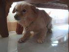 Dog for Kind Home
