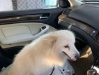 Dog for Kind Home - Pomeranian