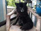 Pomeranian Dog