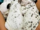 Delmation Puppies