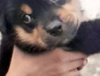 Rottweiler Puppy