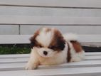 Shihtzu Dog