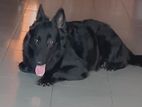 German Shepherd