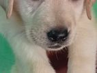 Labrador Female Retriever Puppy