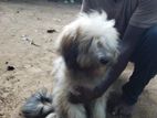 Shih Tzu Puppies