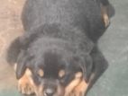 Rottweiler Puppy