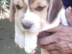 Beagle Puppy