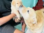Labrador puppy