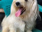 Shih Tzu Puppy