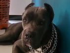 Cane Corso