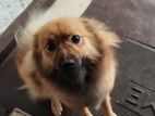 Pomeranian Puppy