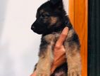 German Shepherd Puppies