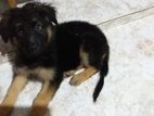 German Shepherd Puppys