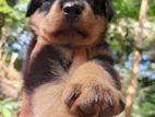 Rottweiler Puppy