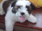 Shih Tzu Puppies