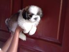 Shih Tzu Puppies