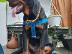 Rottweiler Dog