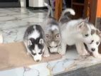 Husky Puppies