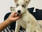 Husky Puppy
