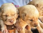 Labrador Puppies