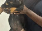 Rottweiler Puppy