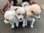 Indian Spitz Puppies