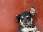 Dog for Kind Home