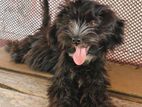 Shih Tzu Puppy