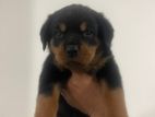 Rottweiler Puppies